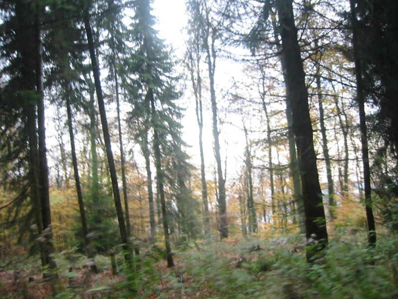 Im westlichen Deister